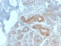 MVP Antibody (VP2897R) - Azide and BSA Free, Novus Biologicals 100 &mu;g;